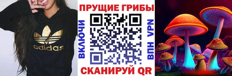 Галлюциногенные грибы Psilocybe  наркошоп  мега ссылка  Кашира 